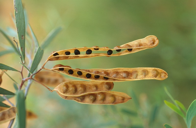 Acacia murrayana photo 6