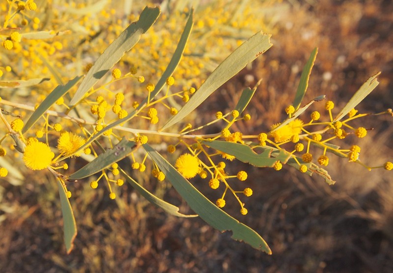 Acacia murrayana photo 7