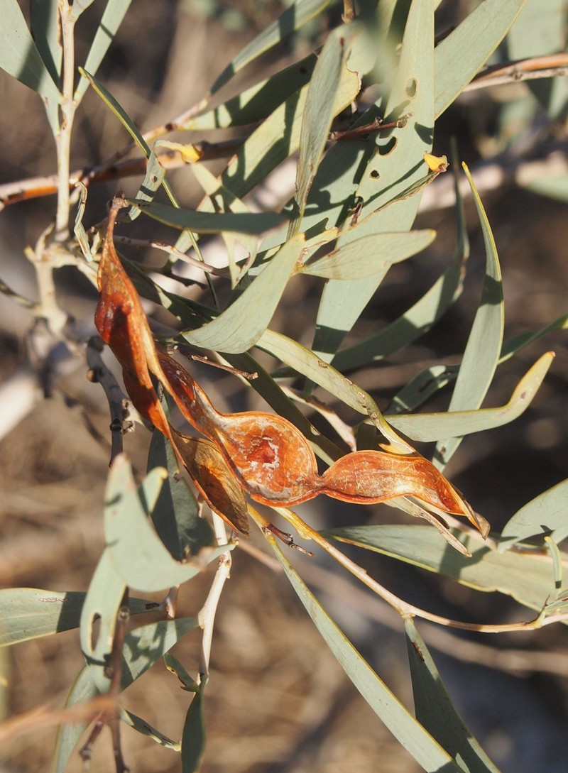 Acacia murrayana photo 8