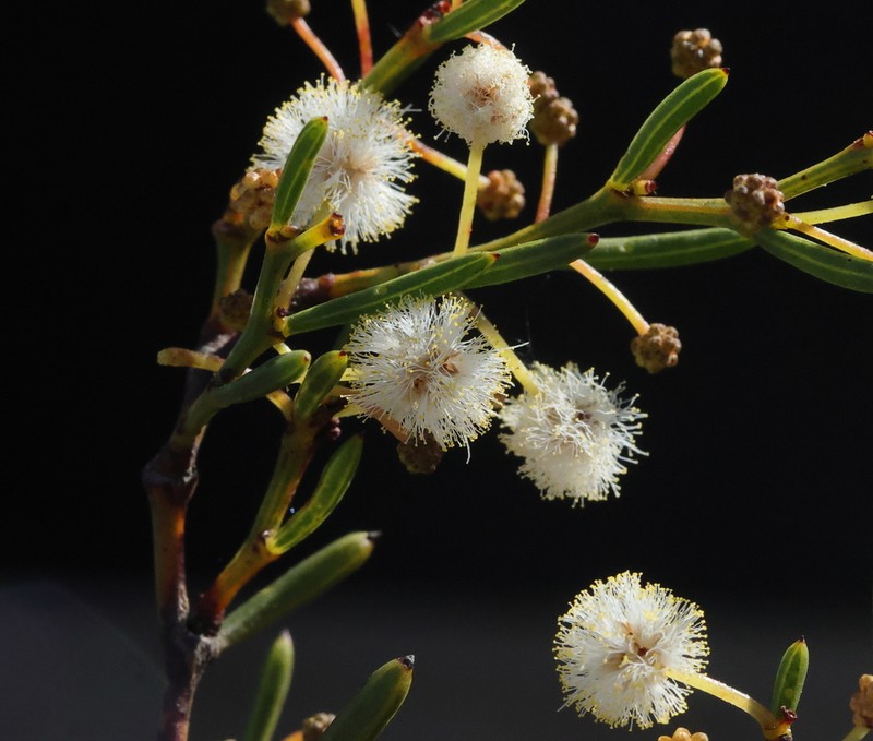 Acacia mutabilis