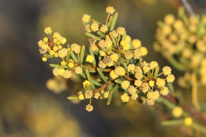 Acacia mutabilis photo 2