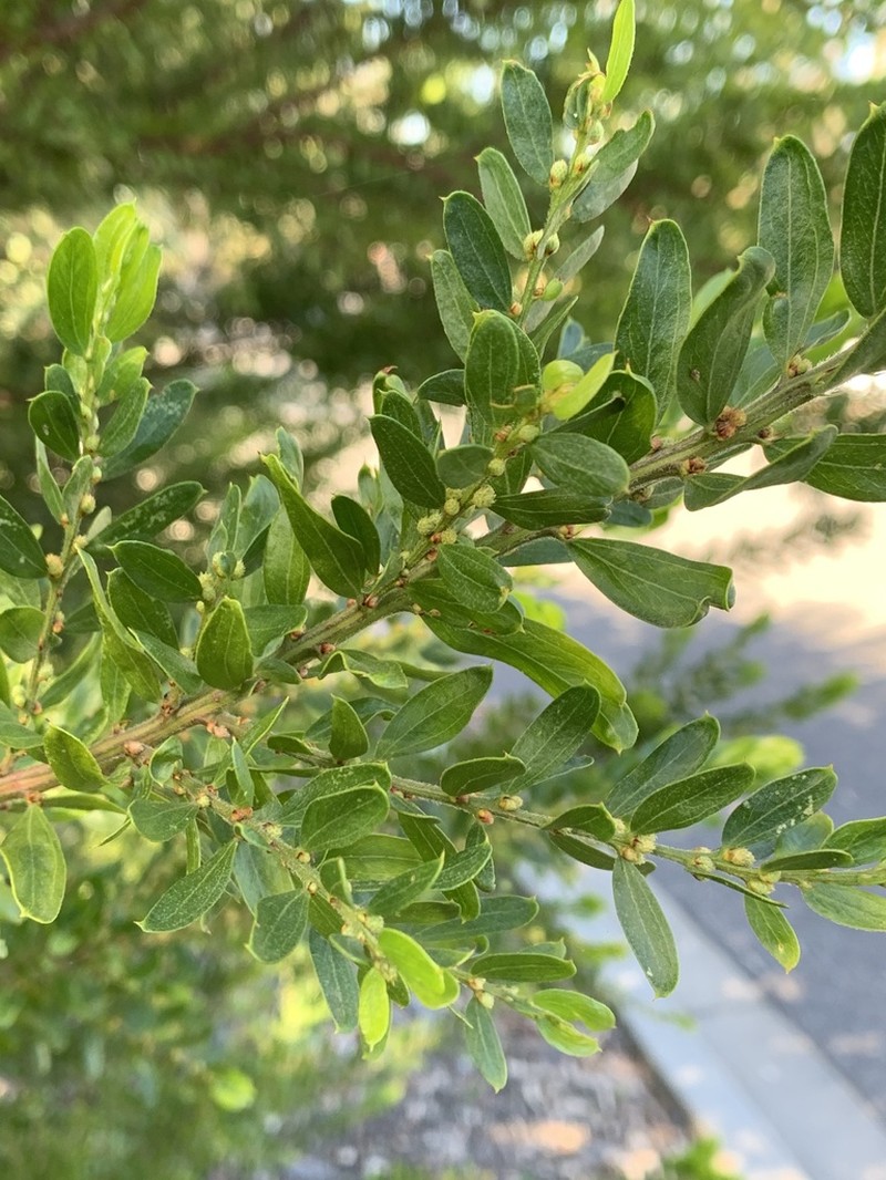 Acacia mutabilis photo 3
