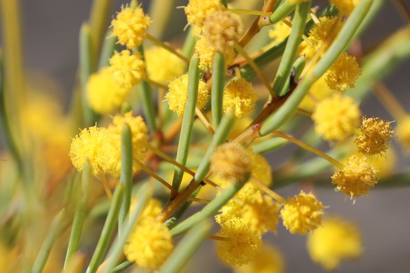 Acacia mutabilis photo 4