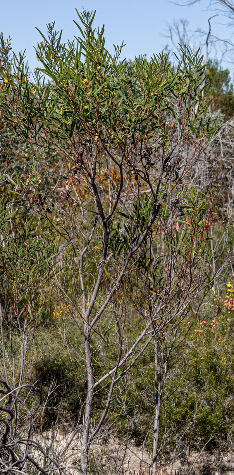 Acacia mutabilis photo 5