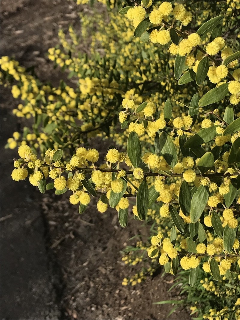 Acacia mutabilis photo 6