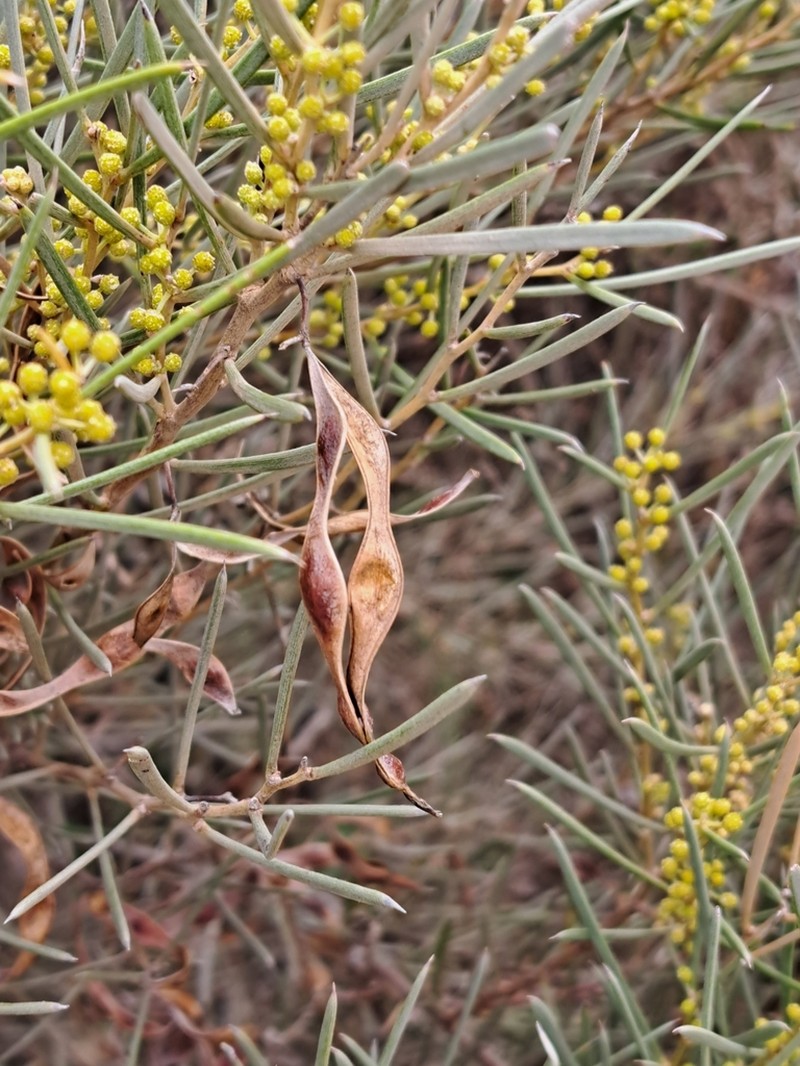 Acacia mutabilis photo 7