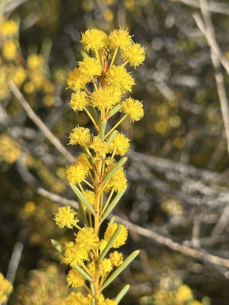 Acacia mutabilis photo 8