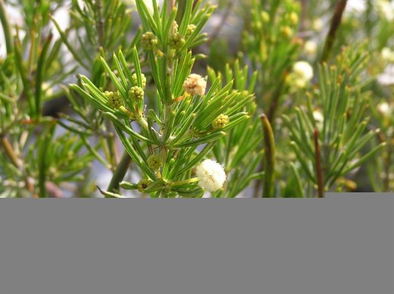 Acacia mutabilis subsp. angustifolia photo 2