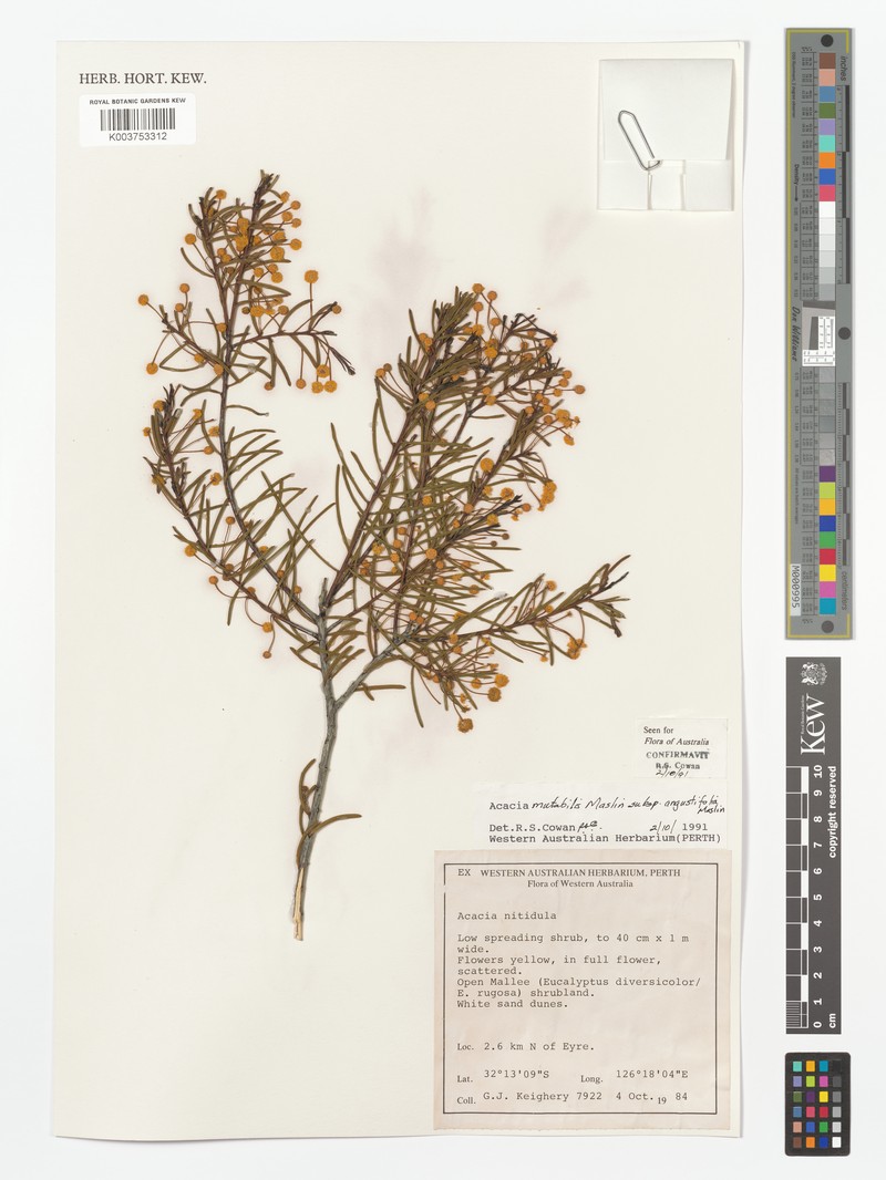 Acacia mutabilis subsp. angustifolia