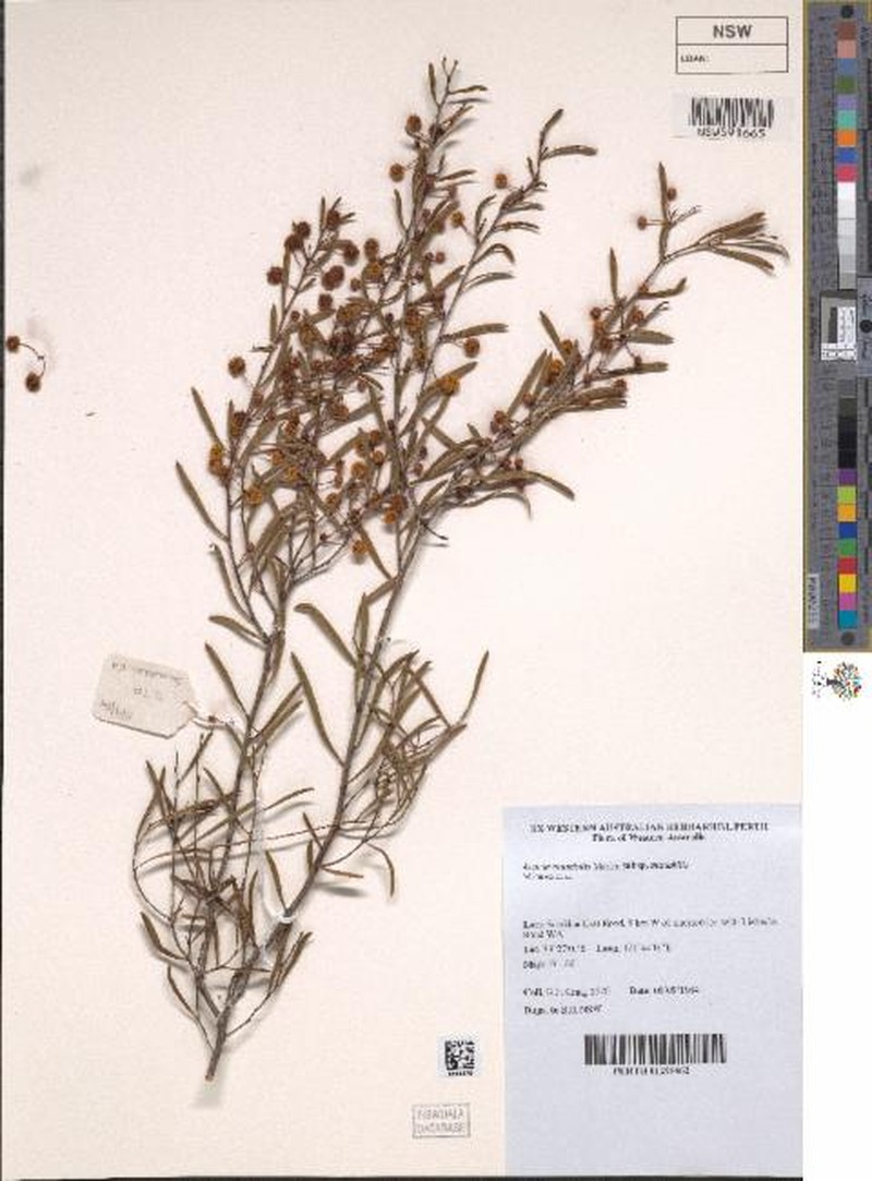 Acacia mutabilis subsp. mutabilis