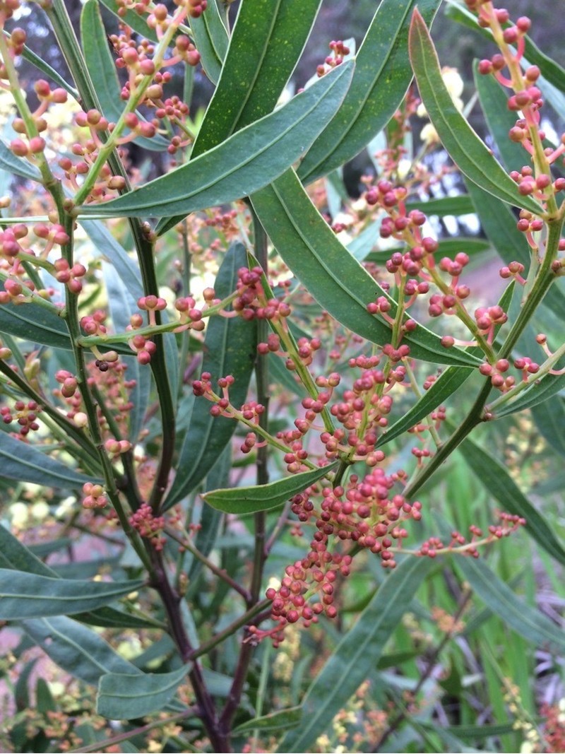 Acacia myrtifolia photo 4