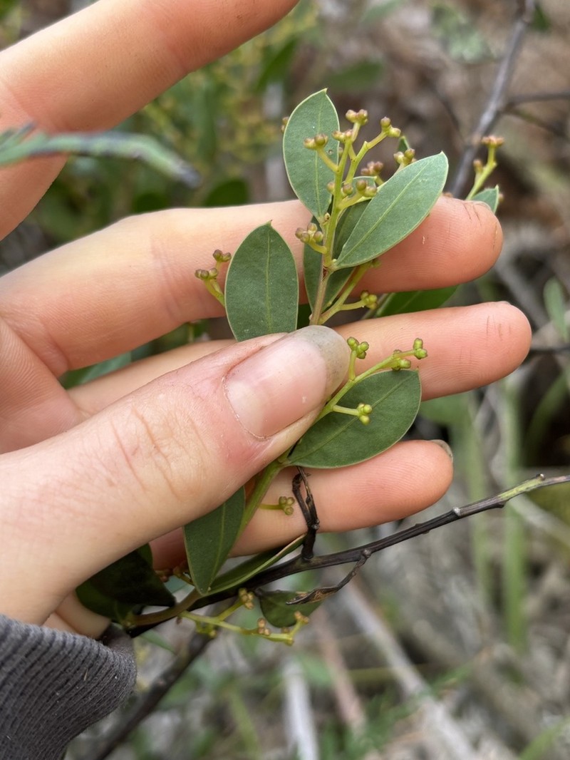Acacia myrtifolia photo 5