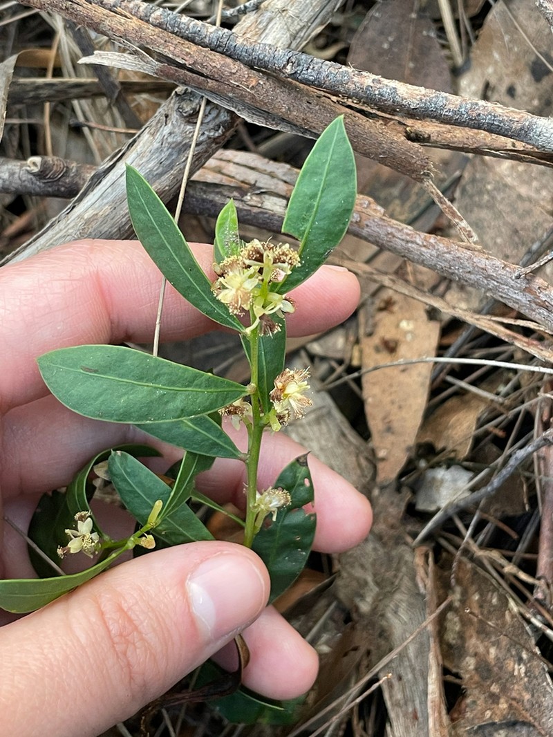 Acacia myrtifolia photo 6
