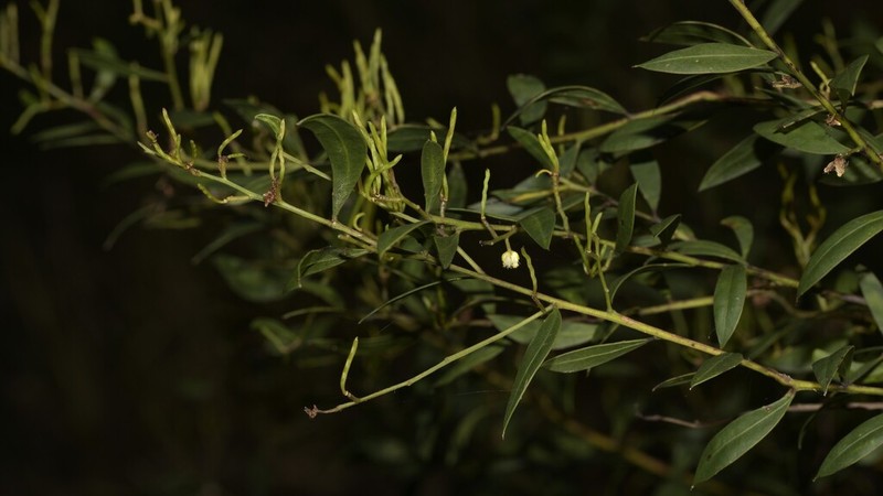 Acacia myrtifolia photo 7