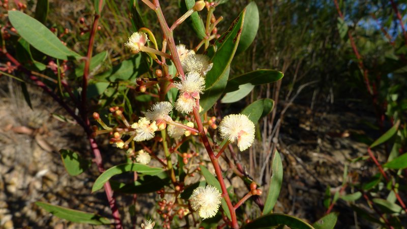 Acacia myrtifolia photo 2