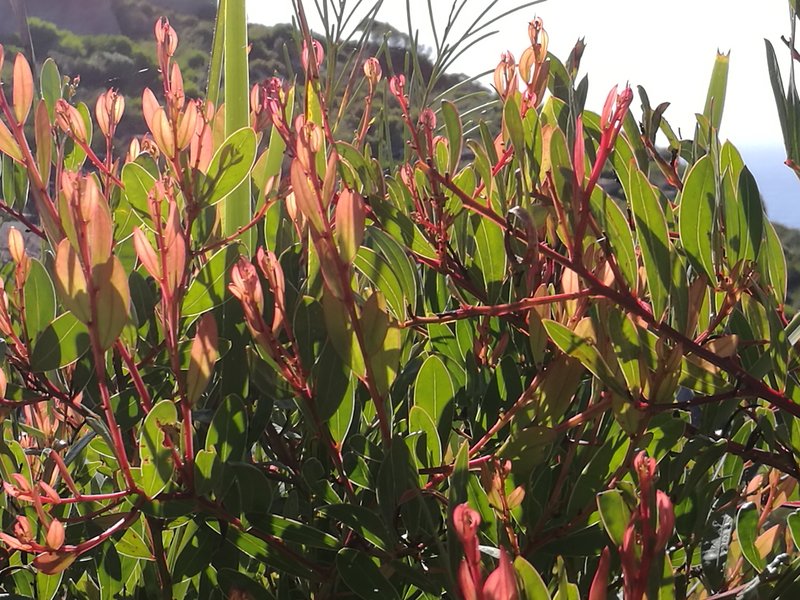 Acacia myrtifolia photo 3