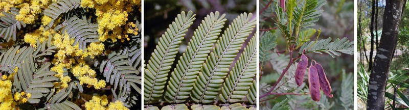 Acacia nanodealbata