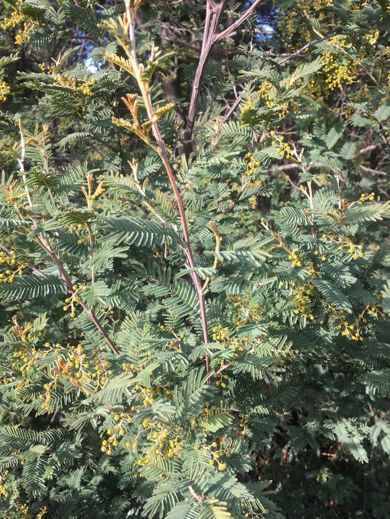 Acacia nanodealbata photo 2