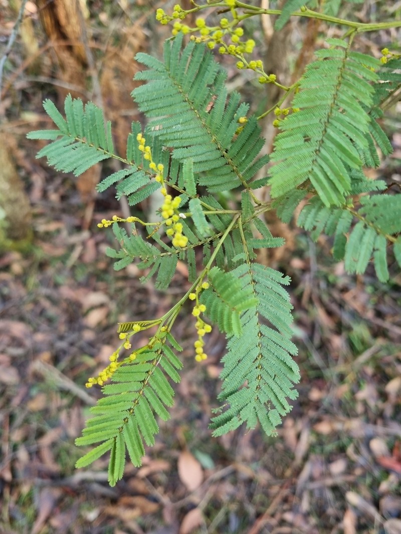 Acacia nanodealbata photo 3