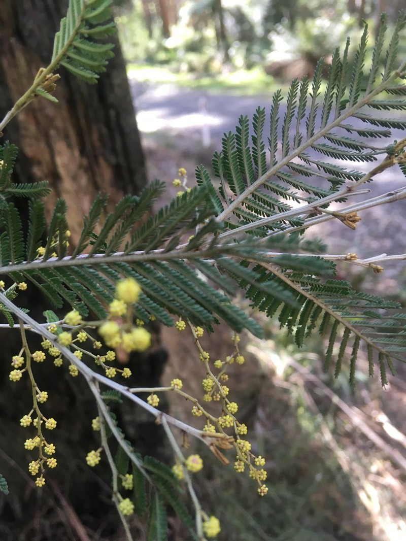 Acacia nanodealbata photo 4