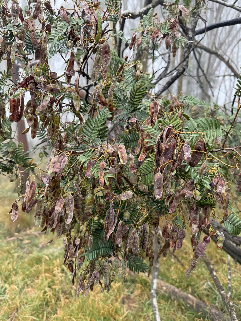 Acacia nanodealbata photo 5