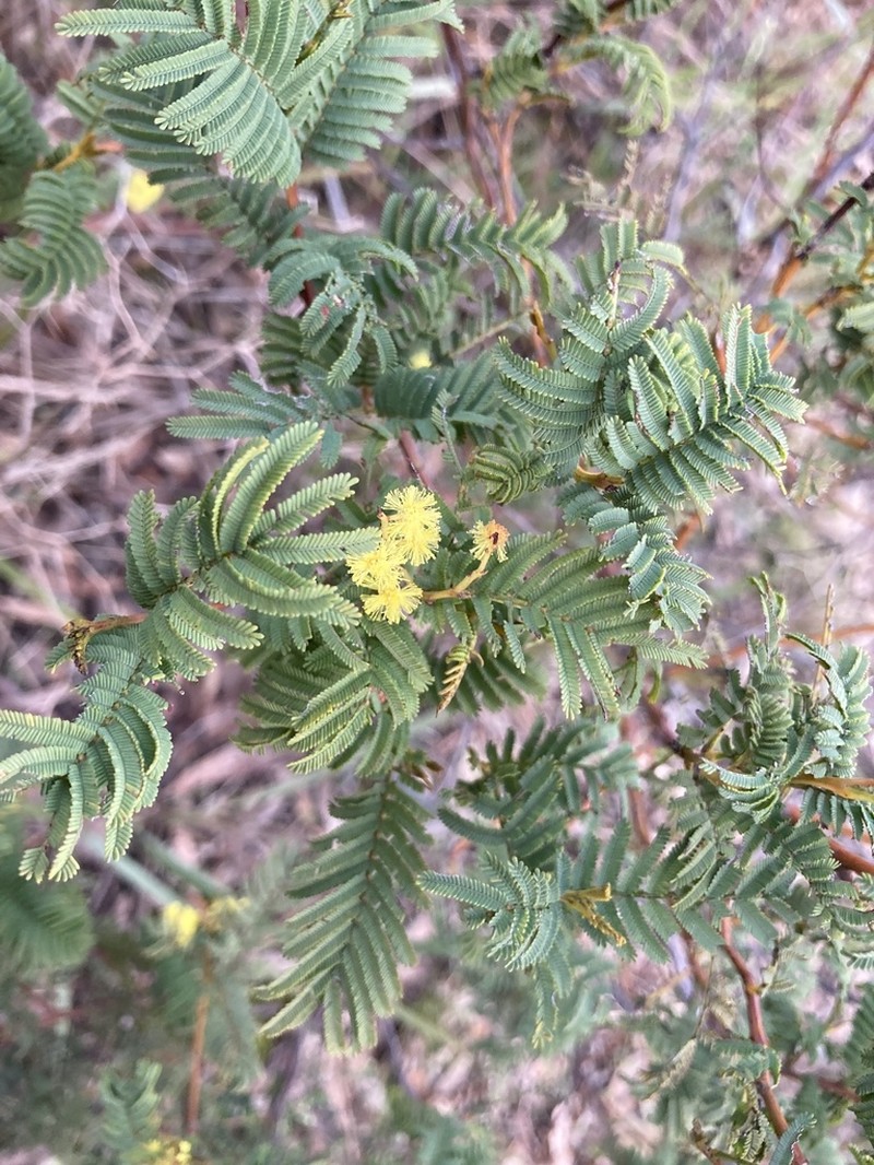 Acacia nanodealbata photo 6