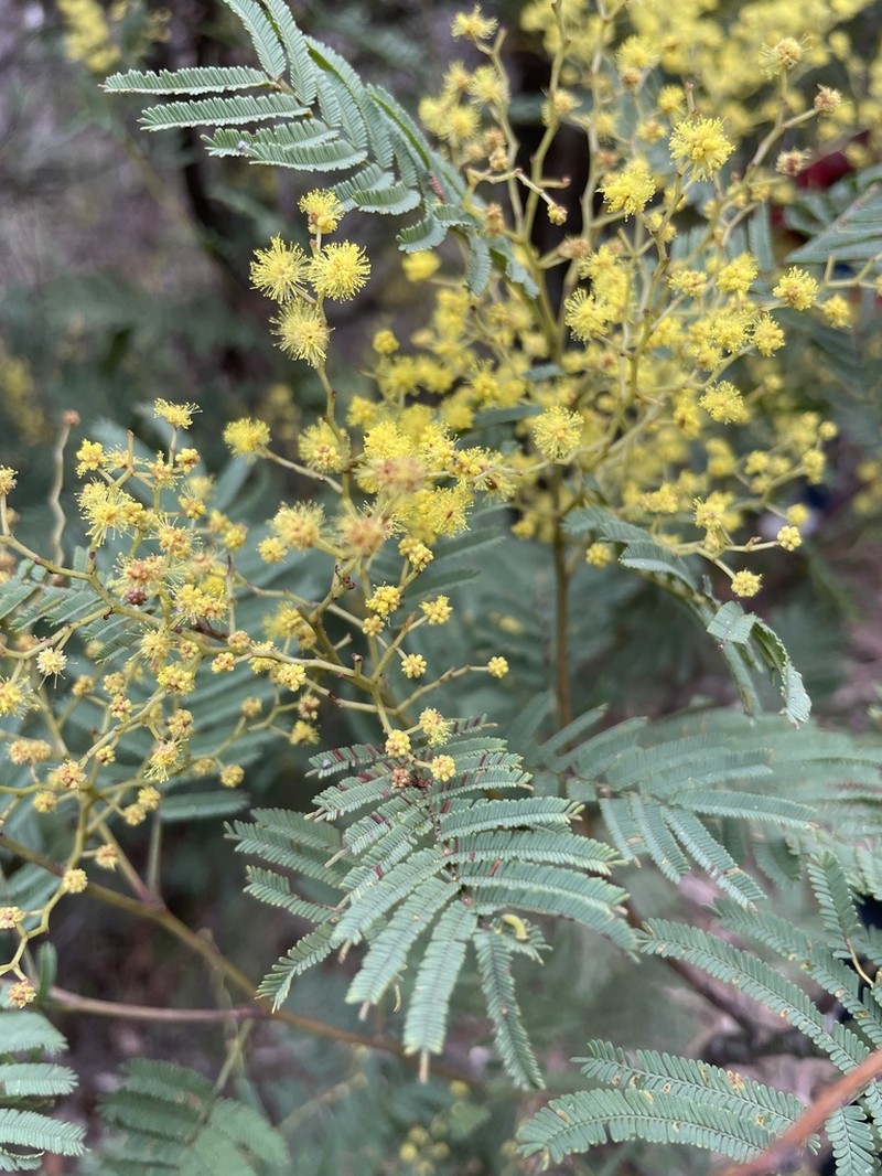 Acacia nanodealbata photo 7
