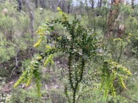 Acacia nanopravissima