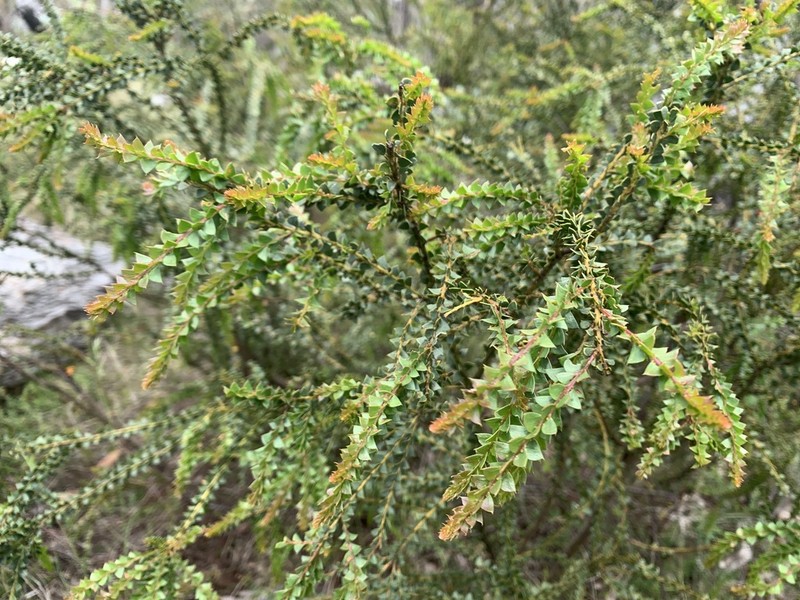 Acacia nanopravissima photo 2