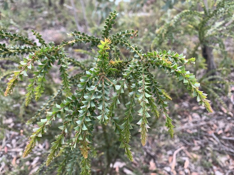 Acacia nanopravissima photo 3