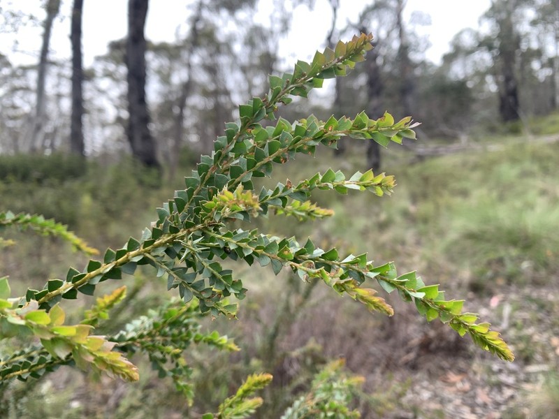 Acacia nanopravissima photo 4