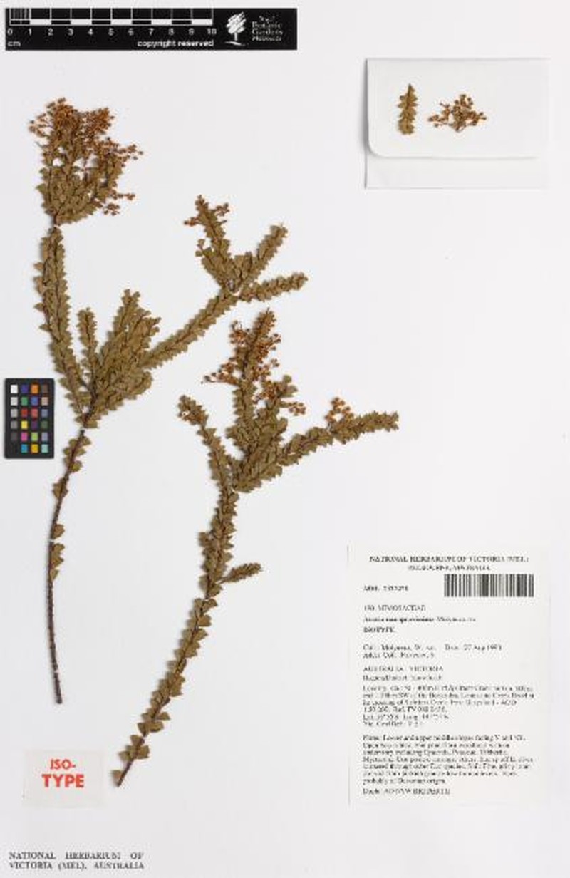 Acacia nanopravissima photo 5