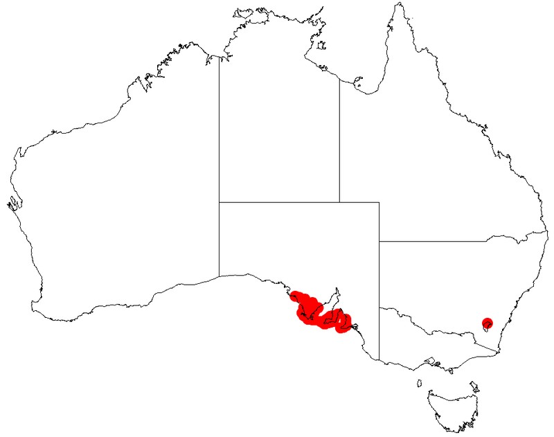 Acacia nematophylla