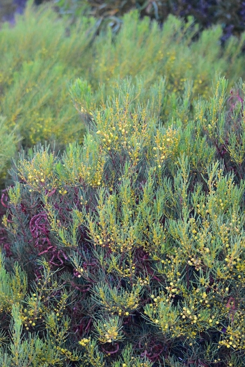 Acacia nematophylla photo 2