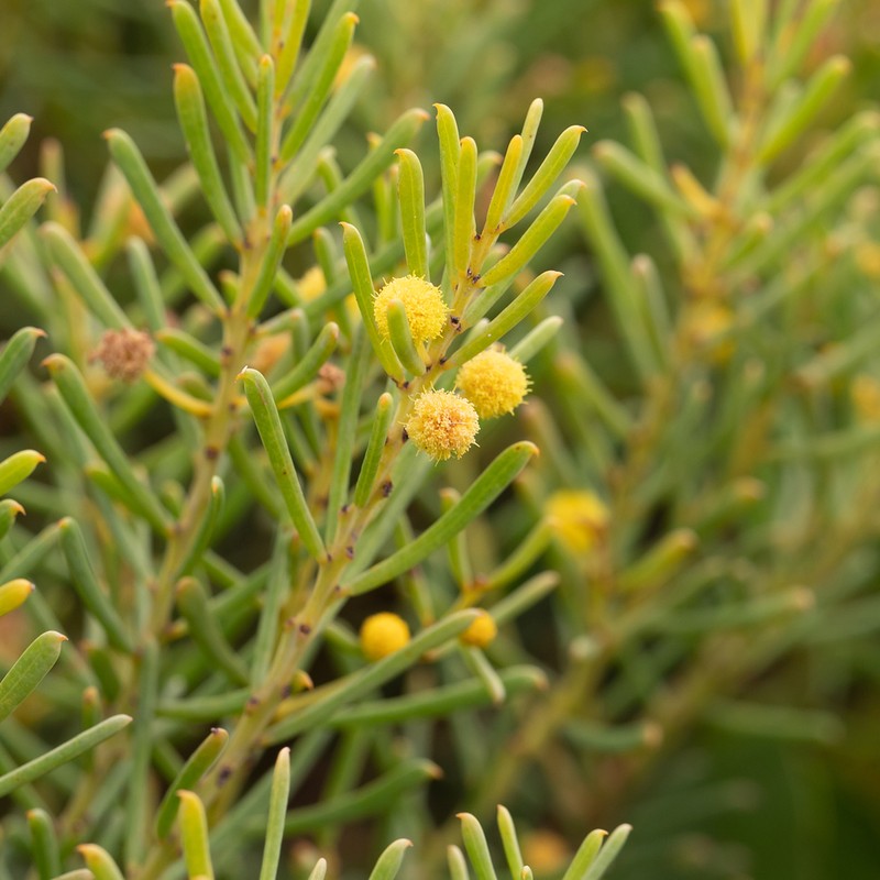 Acacia nematophylla photo 3