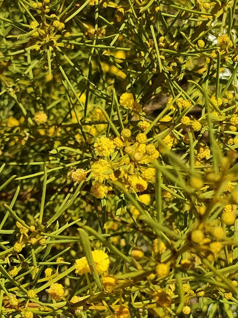 Acacia nematophylla photo 4