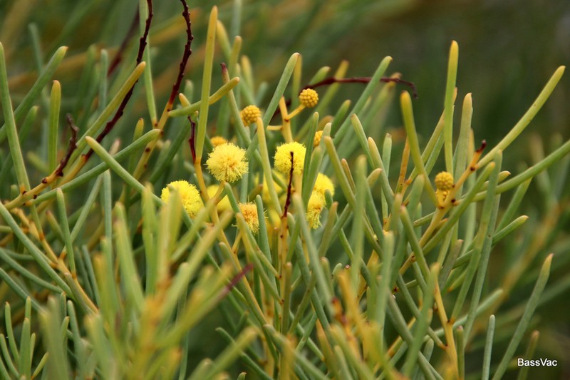 Acacia nematophylla photo 5