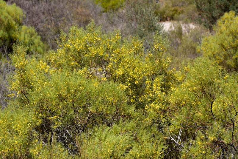 Acacia nematophylla photo 6