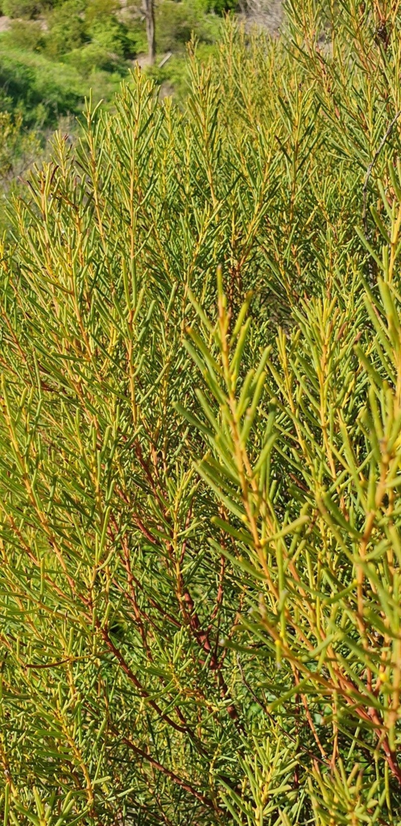 Acacia nematophylla photo 7