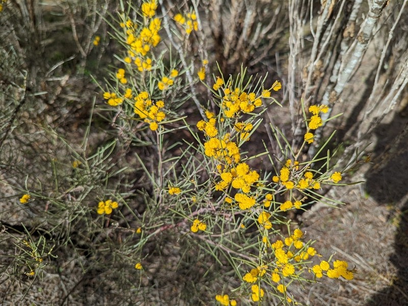 Acacia nematophylla photo 8