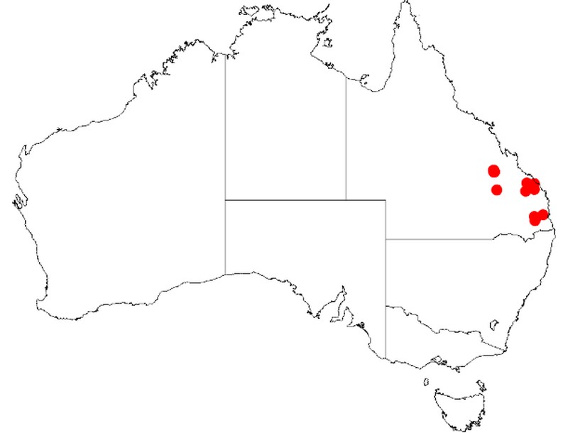 Acacia neobrachycarpa