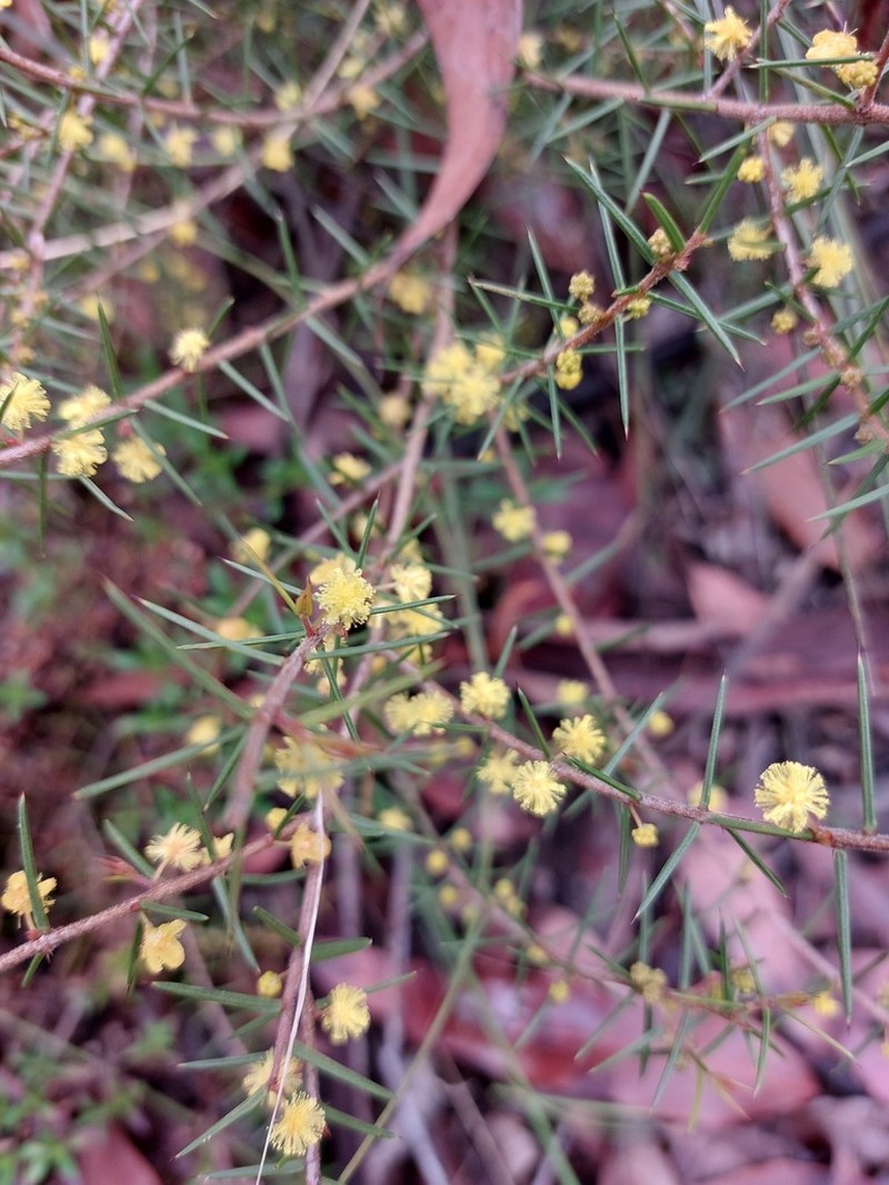Acacia neobrachycarpa photo 2