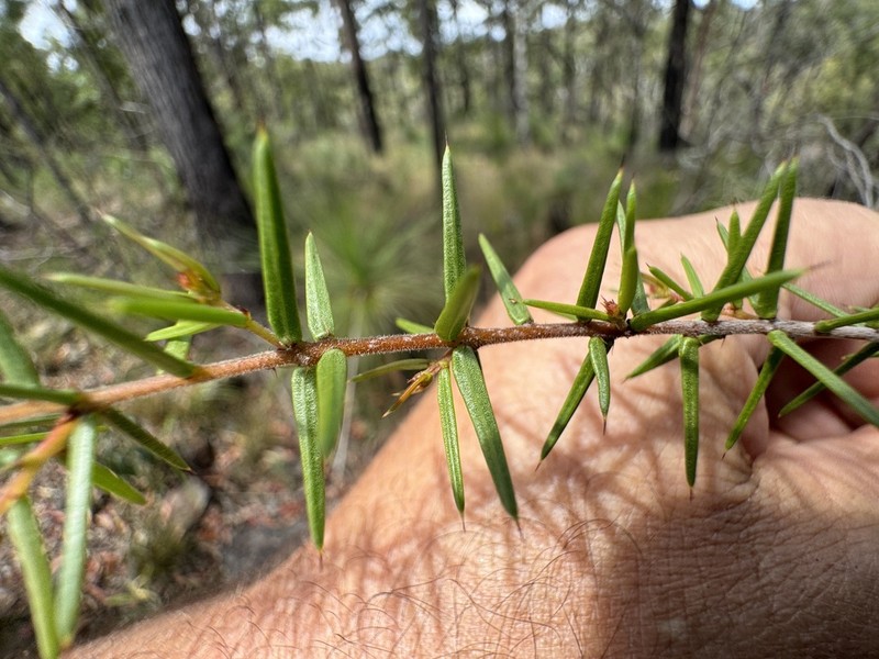 Acacia neobrachycarpa photo 3