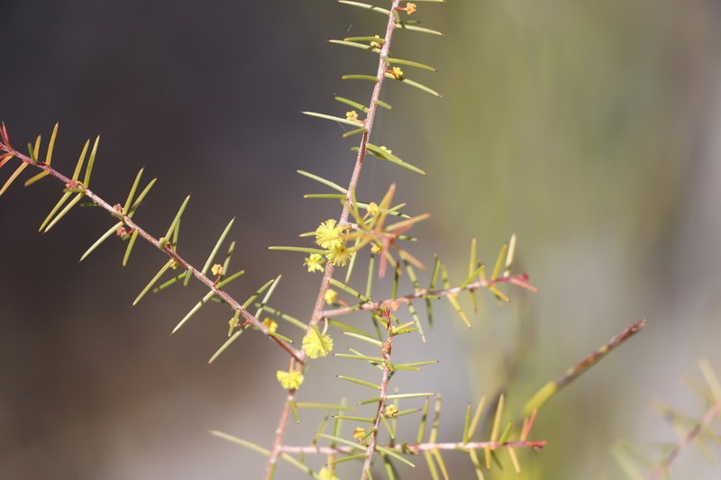 Acacia neobrachycarpa photo 4