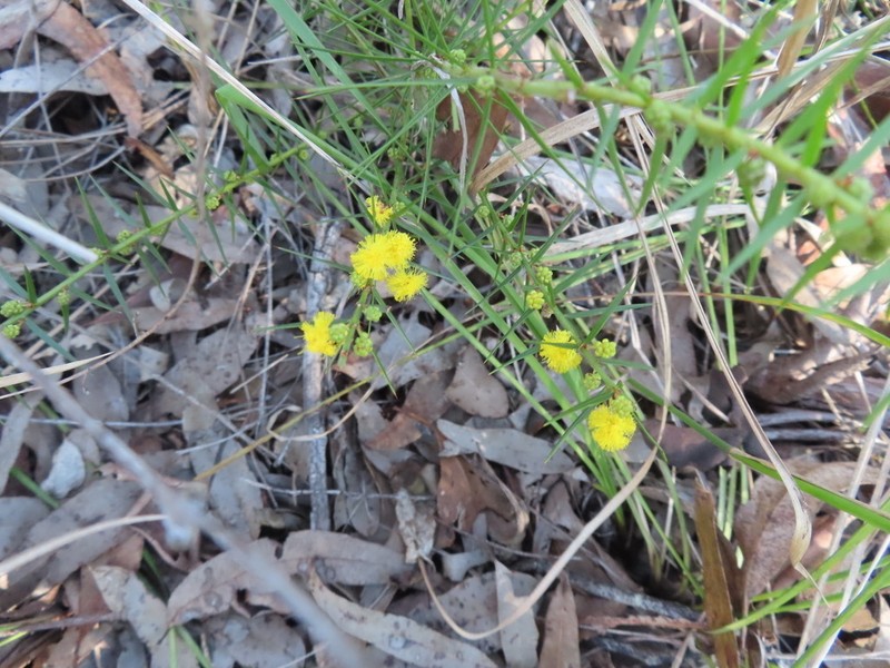 Acacia neobrachycarpa photo 5
