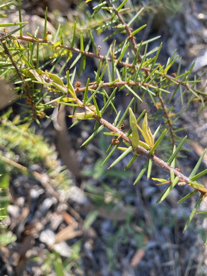 Acacia neobrachycarpa photo 6