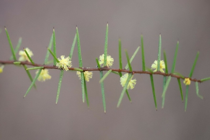 Acacia neobrachycarpa photo 7