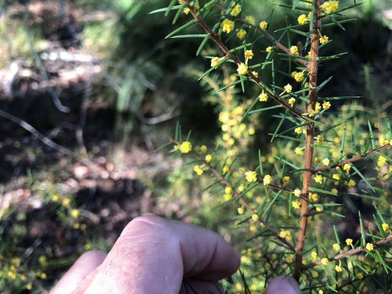 Acacia neobrachycarpa photo 8