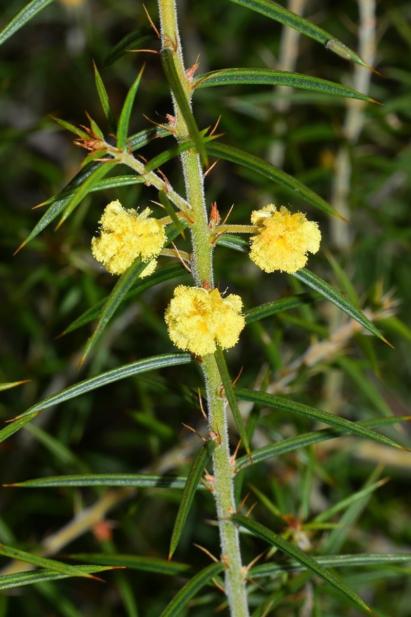 Acacia neorigida photo 3