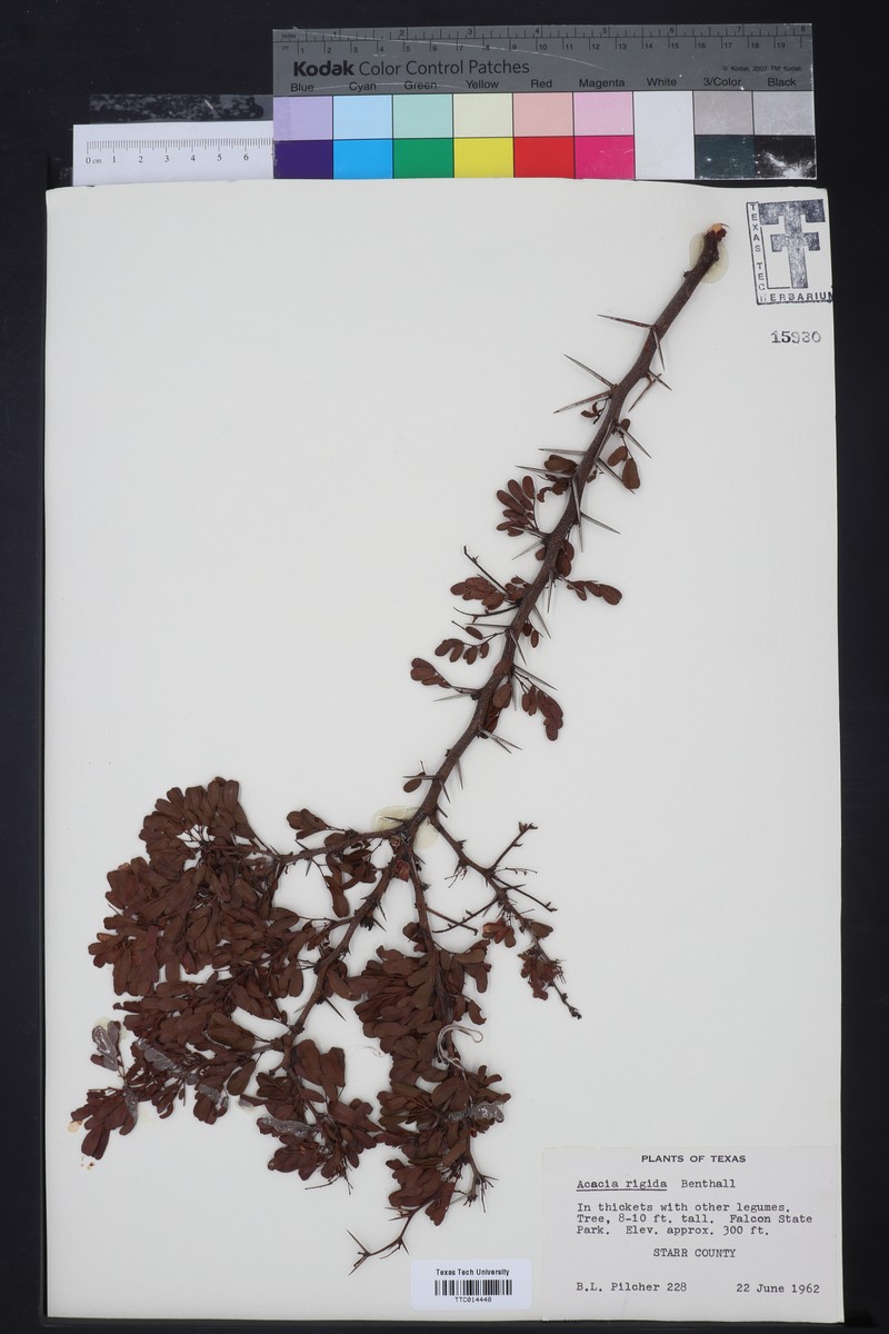 Acacia neorigida photo 4
